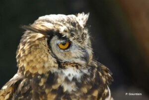 Le Grand-duc (Bubo bubo) et la tour