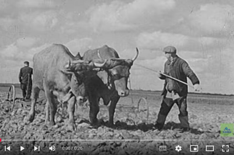 LOVE EARTH ET LA MEMOIRE DES TERRITOIRES