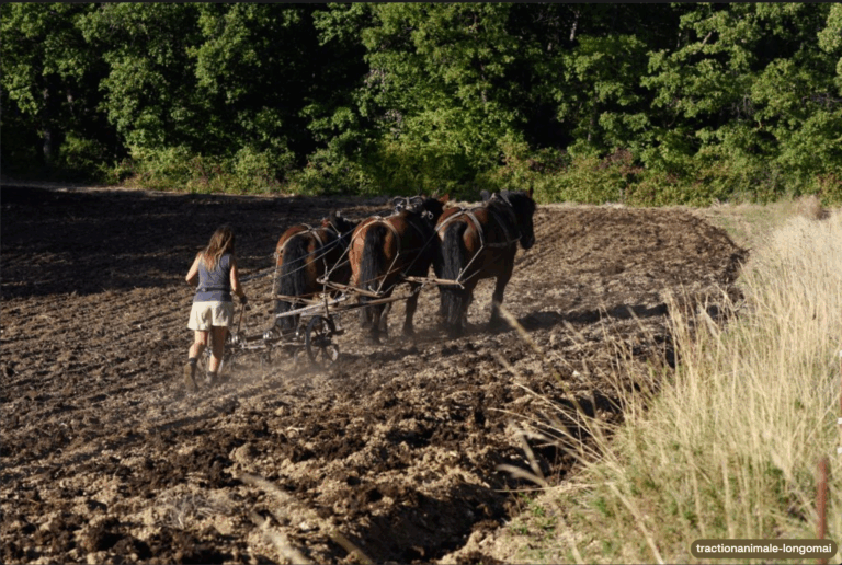 Le Cheval de Trait en Puisaye-Forterre :