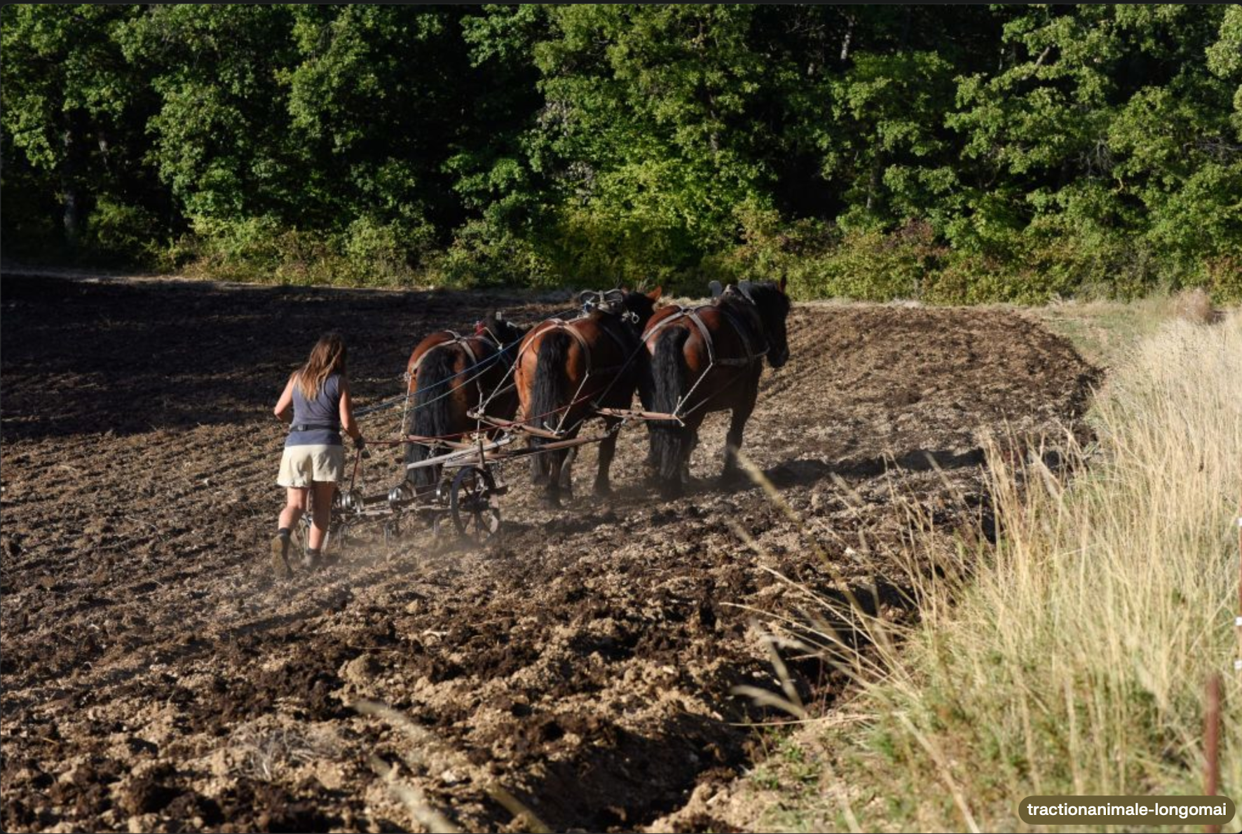 Le Cheval de Trait en Puisaye-Forterre :