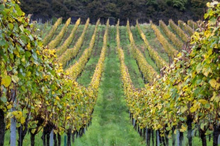 La vigne en Puisaye-Forterre